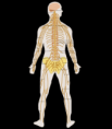 /album/fotogaleria/te-nervous-system-diagram-la-svg-png/