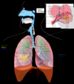 /album/fotogaleria/respiratory-system-complete-es-svg-png/