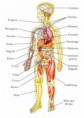 /album/fotogaleria/cuerpo-humano-600-540x756-jpg/